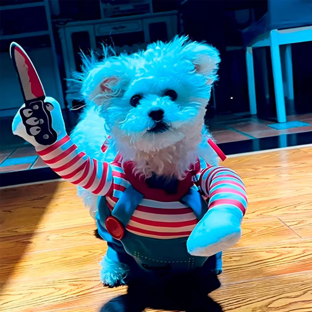Disfraz Mascotas 2025° Chucky Halloween